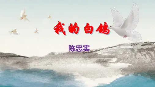 《我的白鸽》ppt课件
