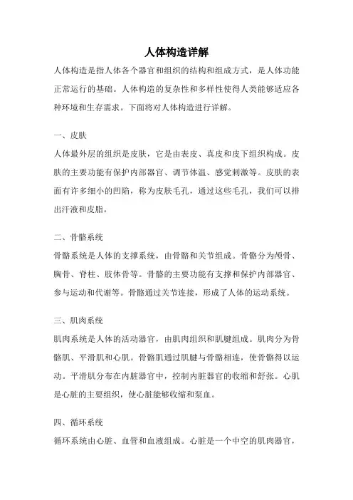 人体构造详解