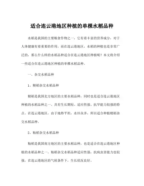 适合连云港地区种植的单棵水稻品种