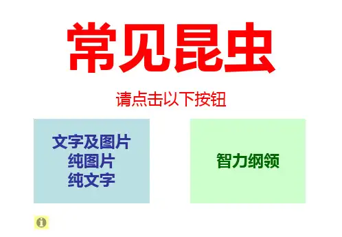 幼儿中文杜曼闪卡百科卡-动物闪卡 常见昆虫1