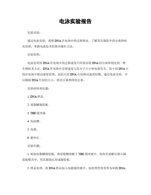 电泳实验报告