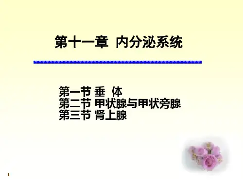 解剖学基础《内分泌系统》PPT课件