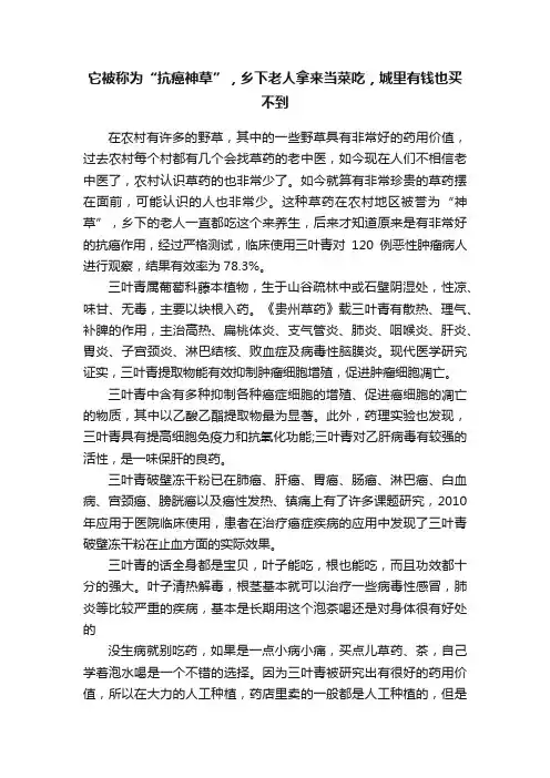 它被称为“抗癌神草”，乡下老人拿来当菜吃，城里有钱也买不到