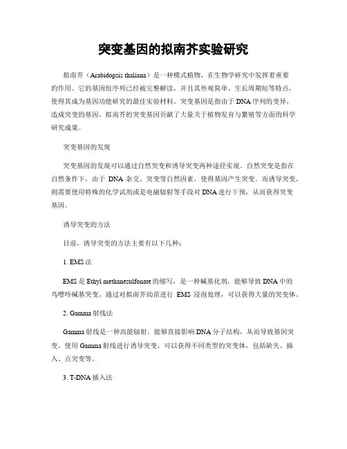 突变基因的拟南芥实验研究