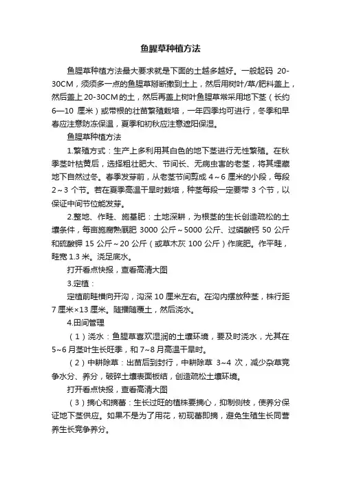 鱼腥草种植方法