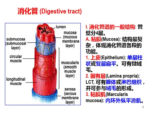 组胚课件--消化管