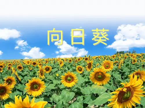第四册美术《向日葵》课件