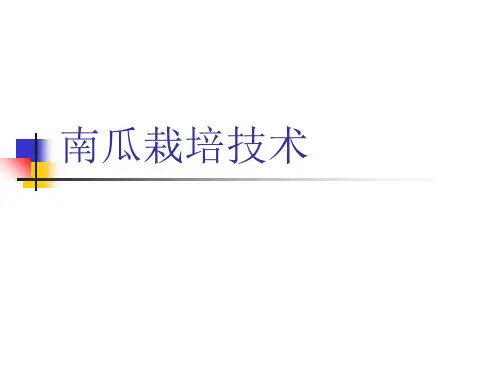 南瓜栽培技术