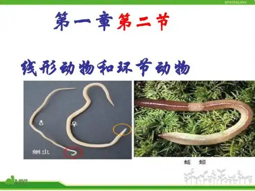 线形动物和环节动物