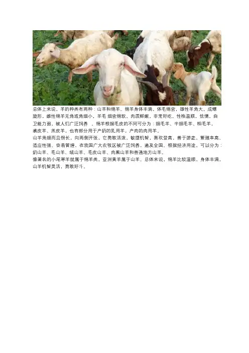 羊的种类