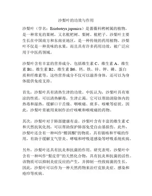 沙梨叶的功效与作用