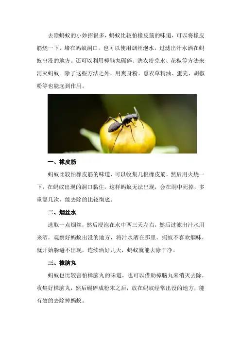 永久去除蚂蚁的小妙招,蚂蚁怕什么