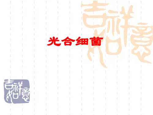 光合细菌