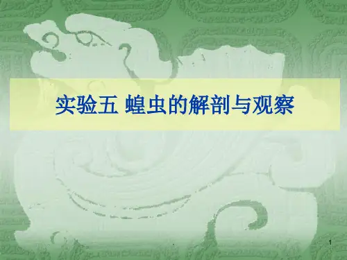 蝗虫的解剖与观察ppt课件