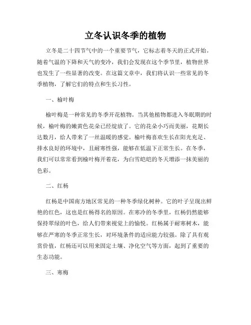 立冬认识冬季的植物