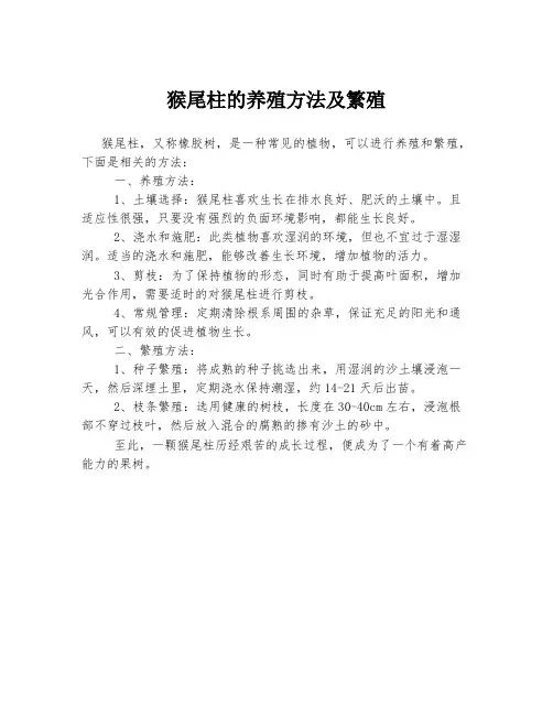 猴尾柱的养殖方法及繁殖