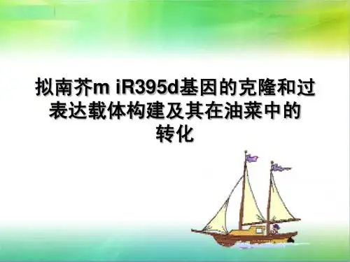 拟南芥m iR395d基因的克隆和过表达载体构建及其在油菜中的      转化