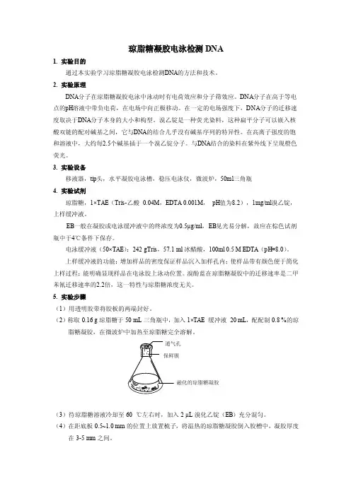 琼脂糖凝胶电泳检测DNA