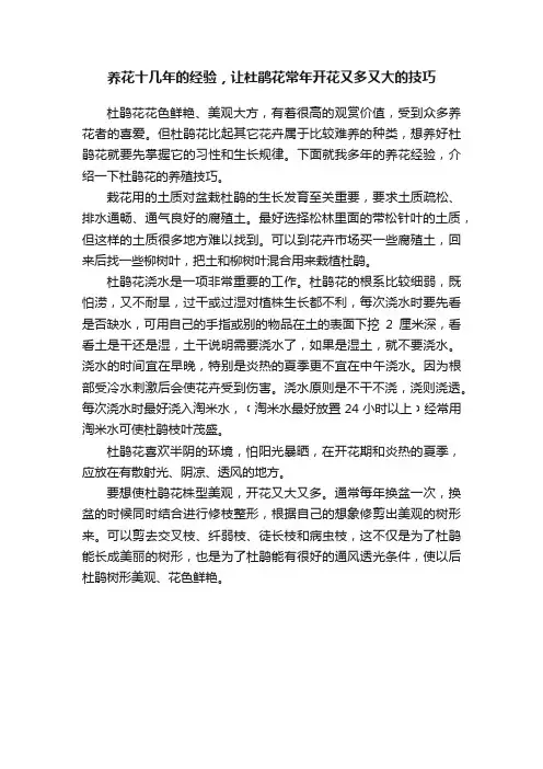 养花十几年的经验，让杜鹃花常年开花又多又大的技巧