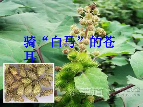 骑白马的苍耳