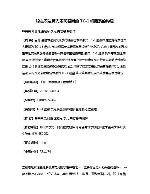 稳定表达荧光素酶基因的TC-1细胞系的构建