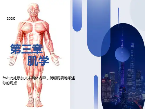 运动解剖学(肌肉)