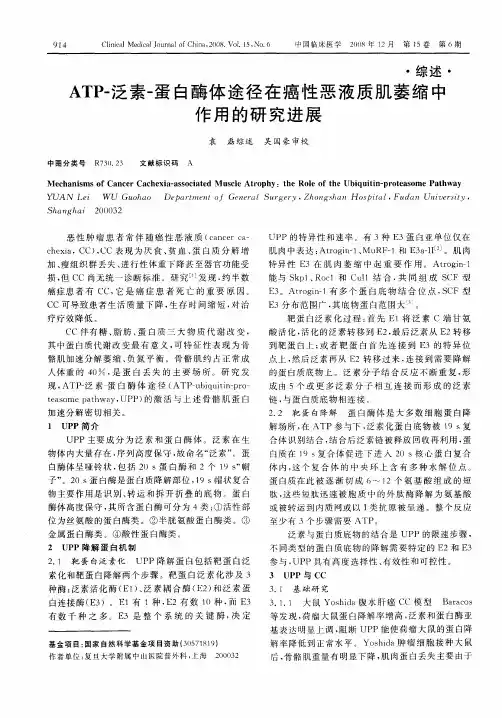 ATP-泛素-蛋白酶体途径在癌性恶液质肌萎缩中作用的研究进展