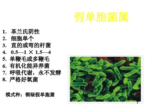 铜绿假单胞菌ppt课件