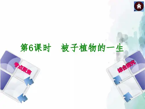人教版生物-七年级上册-生物精品复习课件 第6课时 被子植物的一生
