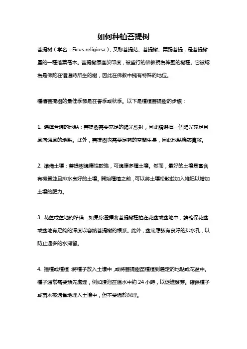 如何种植菩提树