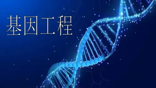 2023届高三生物一轮复习课件：基因工程