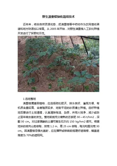 野生滇重楼驯化栽培技术