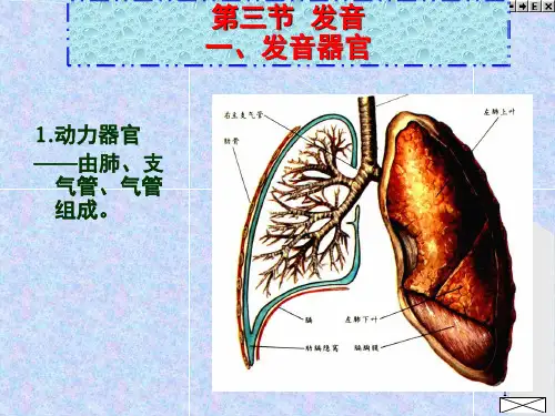 发音器官示意图(课堂PPT)