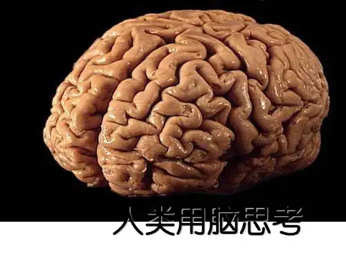科学用脑与学习ppt课件