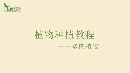 植物种植教程多肉  ppt课件