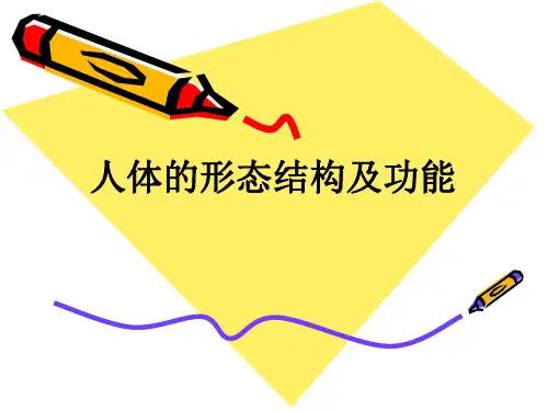 人体的形态结构及功能