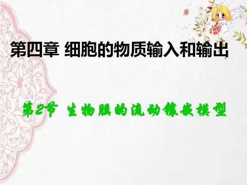 新版人教版生物2020生物膜的流动镶嵌模型(共31张PPT)学习演示PPT课件