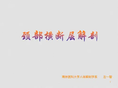 颈部横断层解剖ppt课件