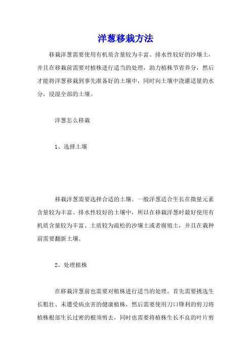 洋葱移栽方法