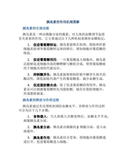 胰岛素的作用机理图解