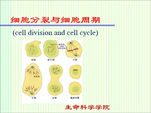 细胞分裂与细胞周期
