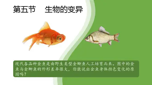 生物的变异课件年人教版生物八年级下册