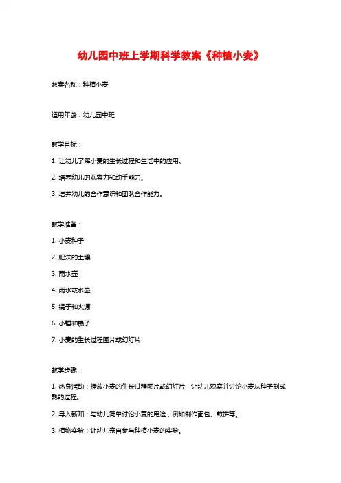 幼儿园中班上学期科学教案《种植小麦》