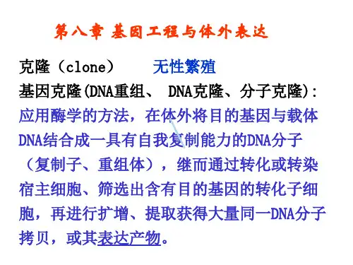 基因工程与体外表达课件
