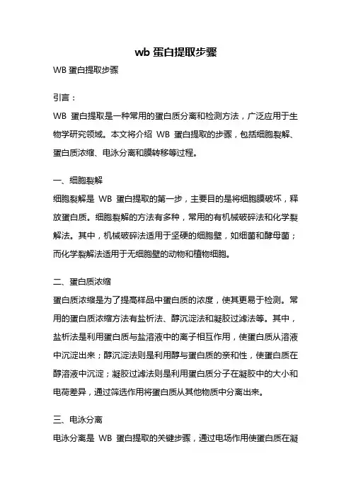 wb蛋白提取步骤