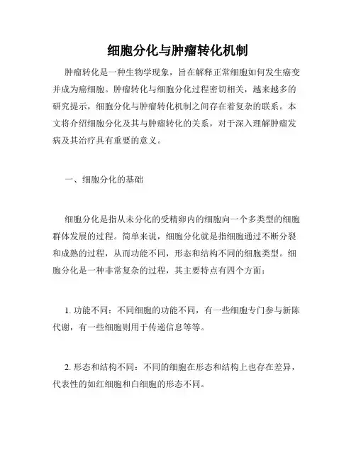 细胞分化与肿瘤转化机制