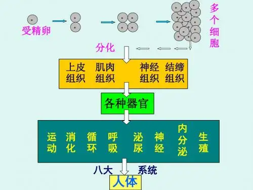 第二单元  第三章 第3节 植物体的结构层次