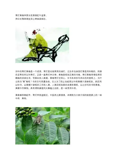 中药知识：黄柏