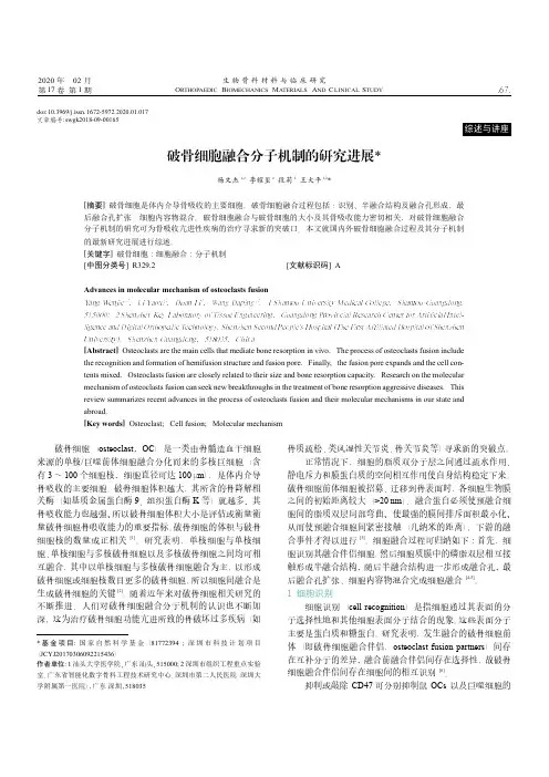 破骨细胞融合分子机制的研究进展