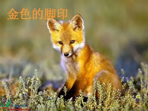 金色的脚印(优秀课件)